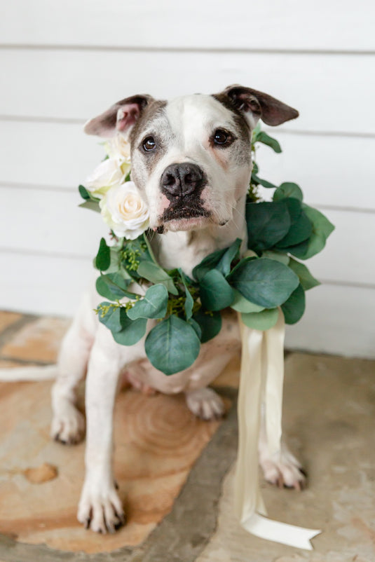 Dog Collar Collection - Seeded Eucalyptus with Blooms – Wedding Flowers ...